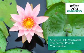 5 Tips To Help You Install The Perfect Pond In Your Garden