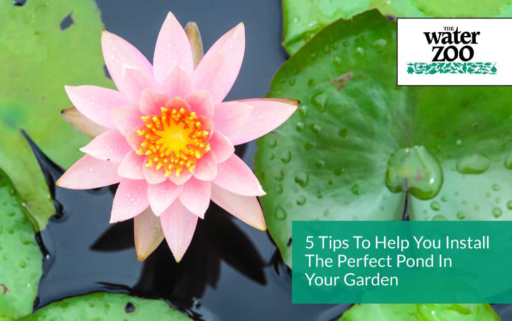 5 Tips To Help You Install The Perfect Pond In Your Garden