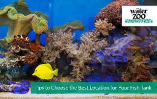 Tips to Choose the Best Location for Your Fish Tank