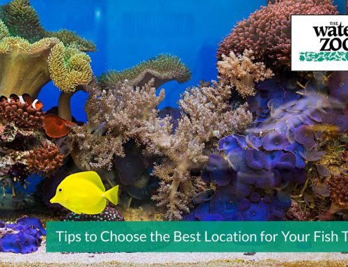 Tips to Choose the Best Location for Your Fish Tank