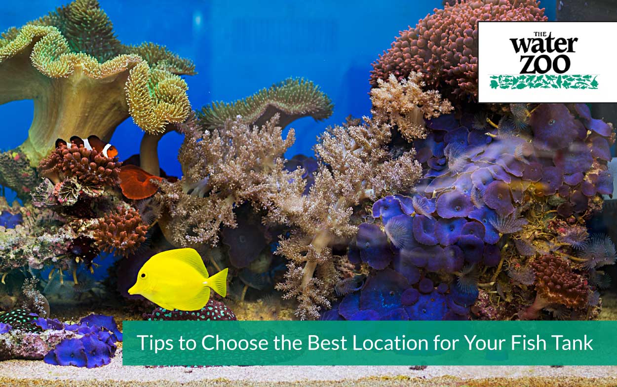 Tips to Choose the Best Location for Your Fish Tank