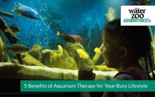 5 Benefits of Aquarium Therapy for Your Busy Lifestyle