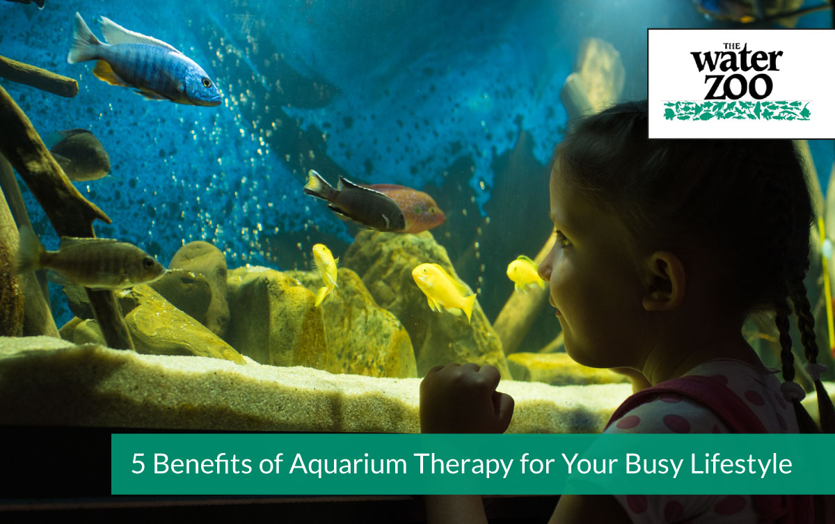 5 Benefits of Aquarium Therapy for Your Busy Lifestyle