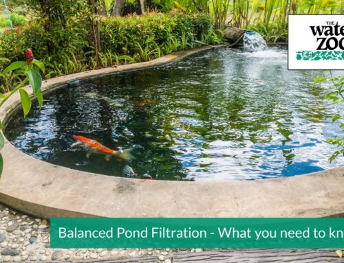 Balanced Pond Filtration – What you need to know