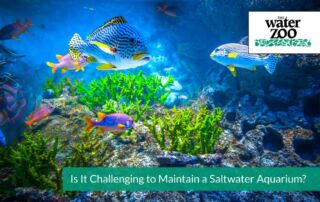 Maintain a Saltwater Aquarium