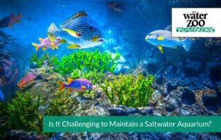 Maintain a Saltwater Aquarium