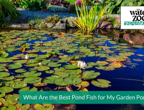 What Are the Best Pond Fish for My Garden Pond