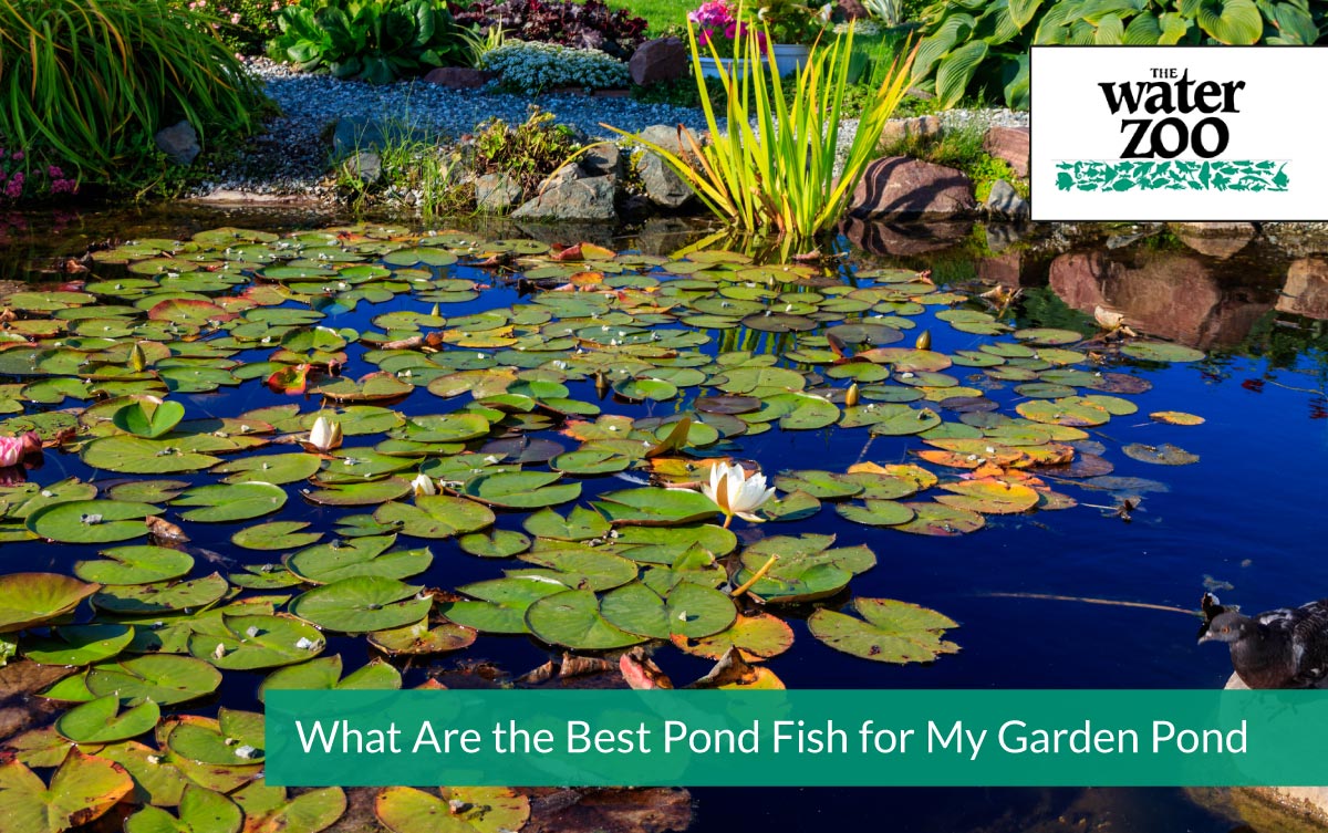 What Are the Best Pond Fish for My Garden Pond