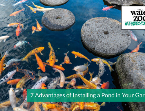 7 Advantages of Installing a Pond in Your Garden