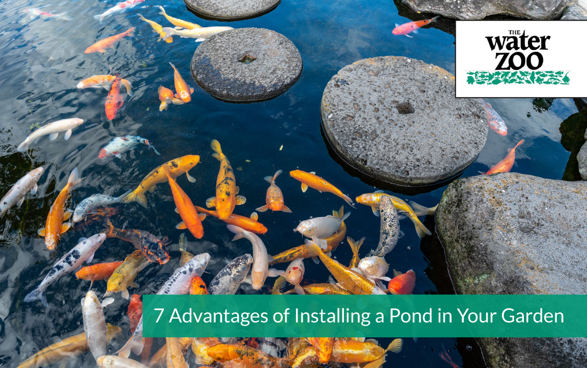 7 Advantages of Installing a Pond in Your Garden