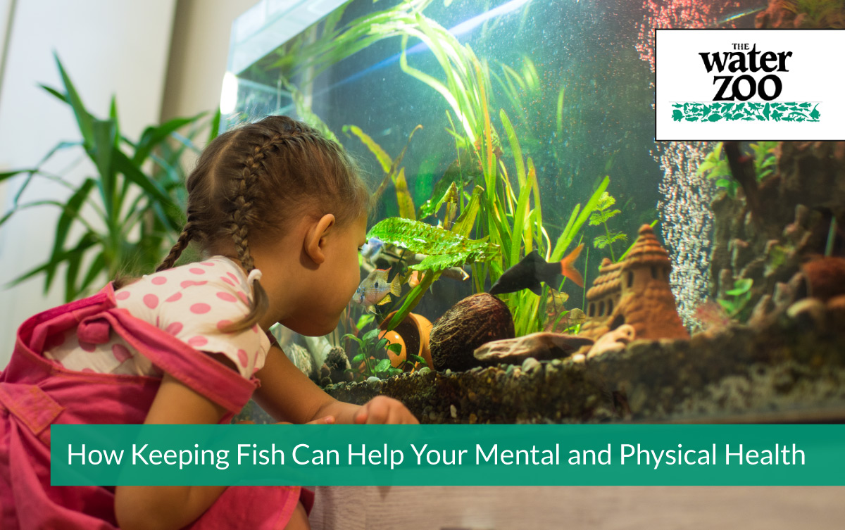 How Keeping Fish Can Help Your Mental and Physical Health