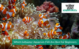 Which Saltwater Aquarium Fish Are Best for Beginners