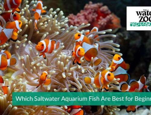 Which Saltwater Aquarium Fish Are Best for Beginners