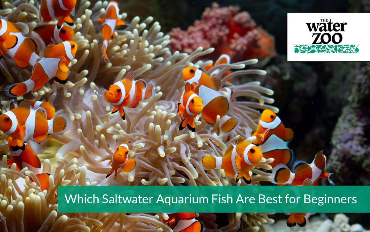 Which Saltwater Aquarium Fish Are Best for Beginners