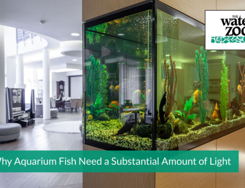 Why Aquarium Fish Need a Substantial Amount of Light