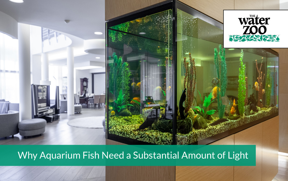 Why Aquarium Fish Need a Substantial Amount of Light