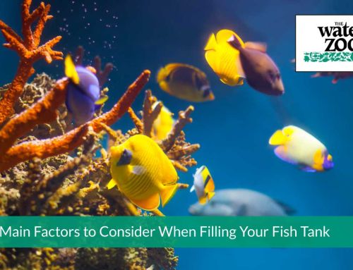 3 Main Factors to Consider When Filling Your Fish Tank