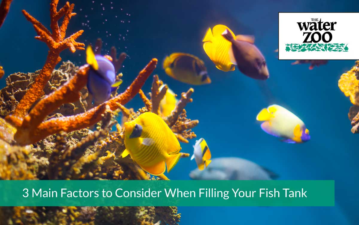 3 Main Factors to Consider When Filling Your Fish Tank