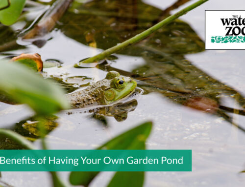 5 Benefits of Having Your Own Garden Pond