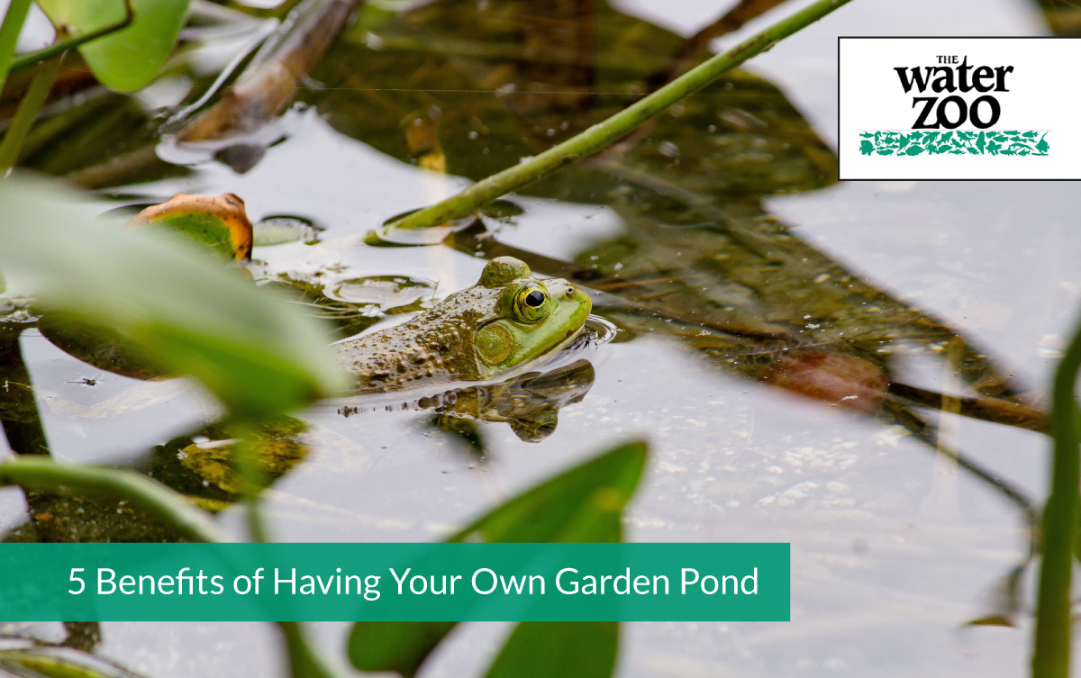 5 Benefits of Having Your Own Garden Pond